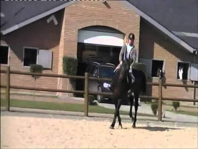 Luxor `Sporthorses from Holland` FOR SALE peter bulthuis