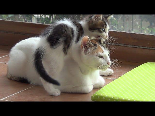 A very patient mother cat with 5 crazy active kittens !!