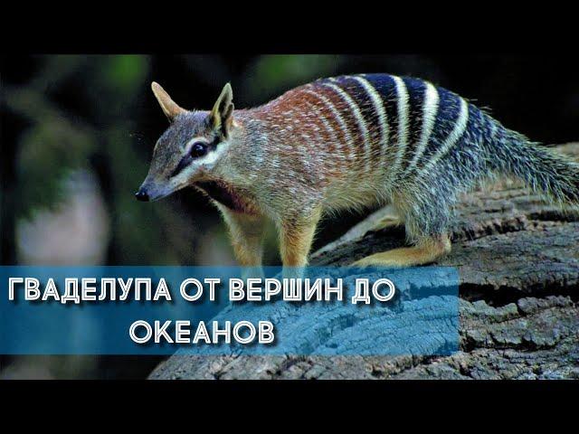 Гваделупа : от вершин до океана.