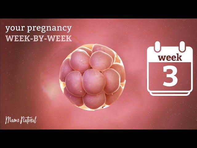 3 Weeks Pregnant - Natural Pregnancy Week-By-Week