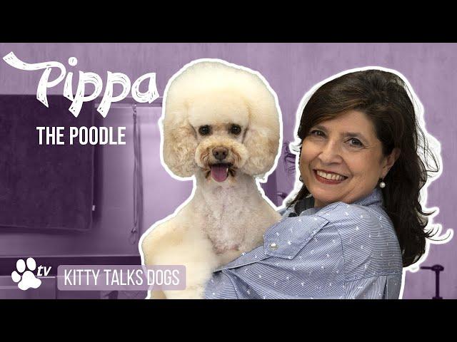 Grooming Pippa the Poodle | Kitty Talks Dogs - TRANSGROOM