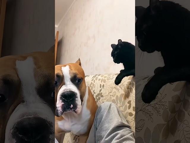 funnyanimals #petvideos #munchkin #challenge #usa #longervideos #fypシ゚viral I