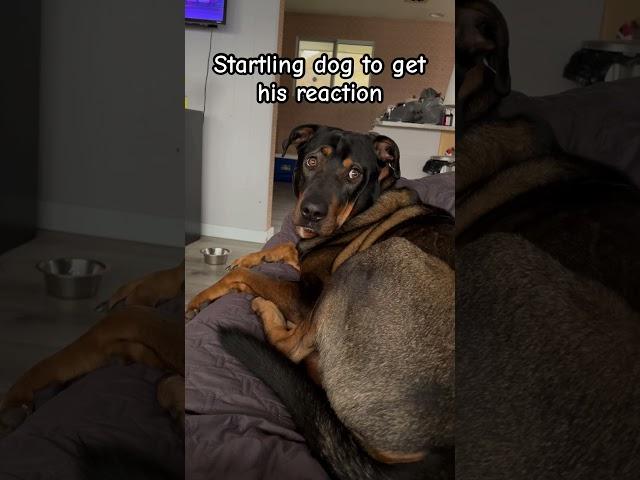 He was not having it #dog #viralvideo #viralshorts #shorts #short #youtuber #youtubeshort #youtubers