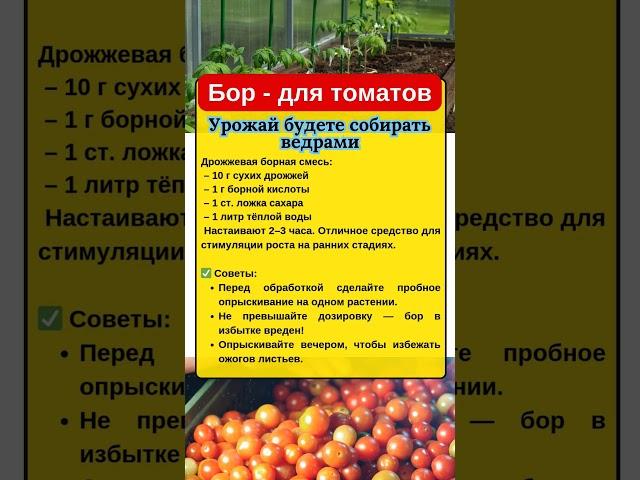 Бор - для ТОМАТОВ. УРОЖАЙ будете СОБИРАТЬ ВЕДРАМИ #огород #дача #томаты #сад