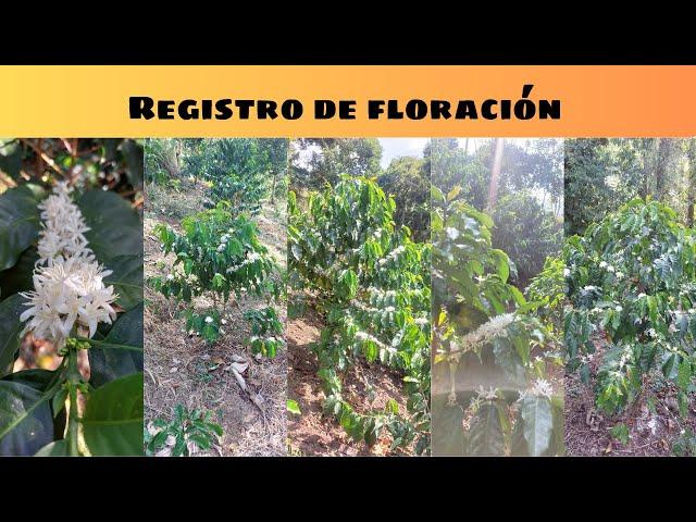 Cómo llevar un registro de floración para el cultivo de café