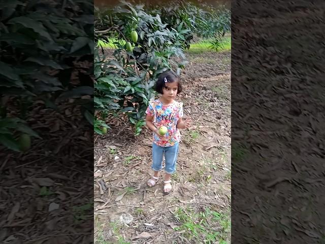 mango orchard#aam ka baag#आम का बाग#innayaaqsavlog #familychannel #vlogshortsvideo #travelvideo