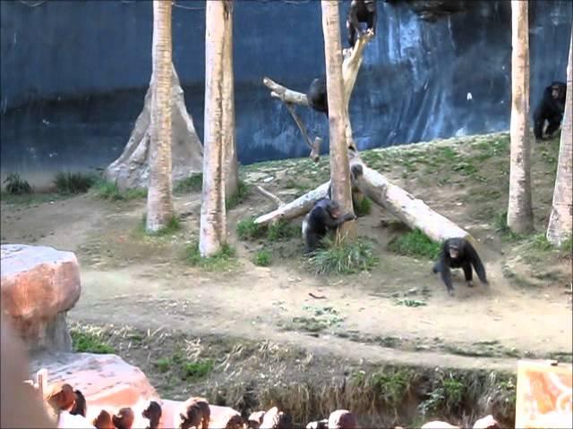 Crazy Chimps Fighting at the LA Zoo (with a big stick)!