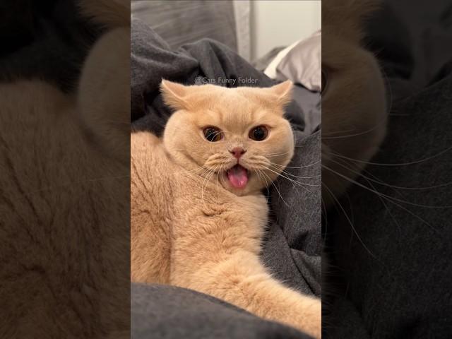 #99 Cute Cat videos  #fails #funny #moments #reels