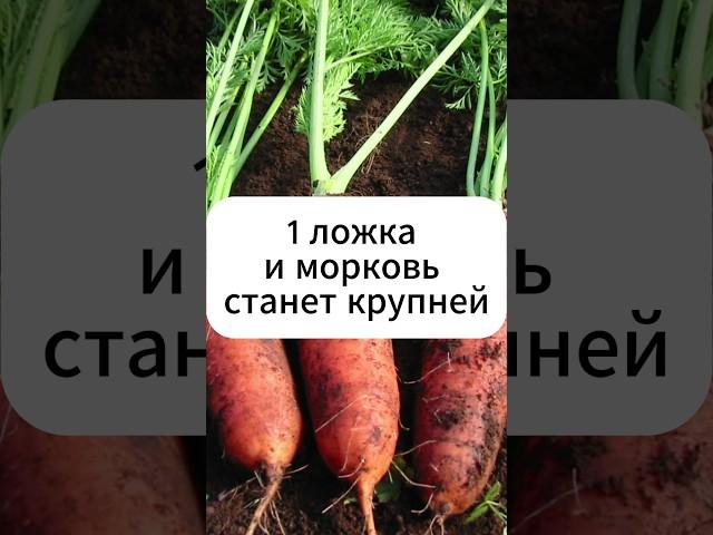 1 ложка и морковь крупнее и слаще!  #дача #огород #овощи #морковь