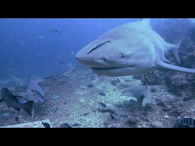 Diving with huge Bull Sharks- Beqa Lagoon Fiji 4K