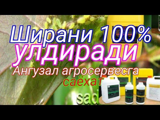 Ширага карши супер биоинсектицид. Эффекти 100 %