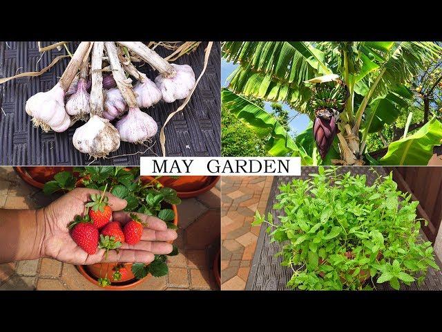 The May Garden - Summer Harvests, Gardening Tips & More