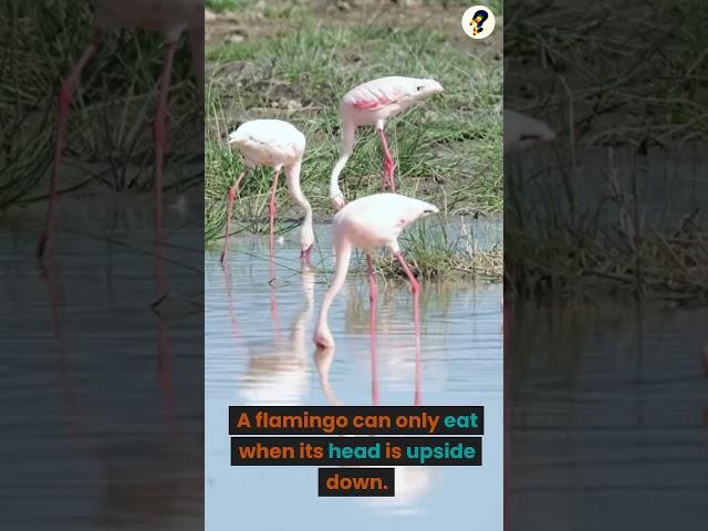 Flamingo can only eat when