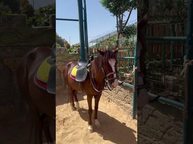 Even horses hate bugs