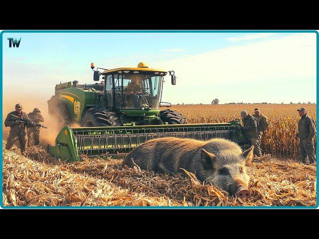 How Farmers And Hunters Deal With Millions Of Wild Boars Attacking Corn Fields.