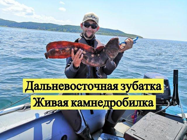 Дальневосточная зубатка. Живая камнедробилка / Bering Wolffish