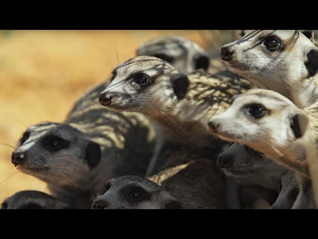 Meerkats vs Robot Cobra | Spy In The Wild | BBC Earth