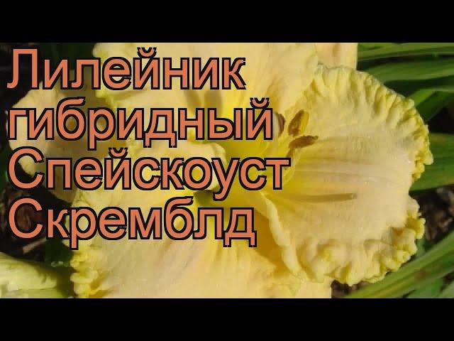 Лилейник гибридный Спейскоуст Скремблд  обзор: как сажать, рассада лилейника Спейскоуст Скремблд