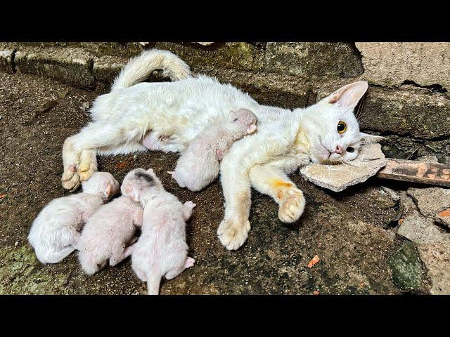 LTT Animal || Miracle Rescue : From Brink of Death, Unconscious Mom Cat & Newborns Saved