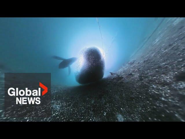 Underwater camera captures incredible encounter of humpback whale feeding on bait ball off BC coast