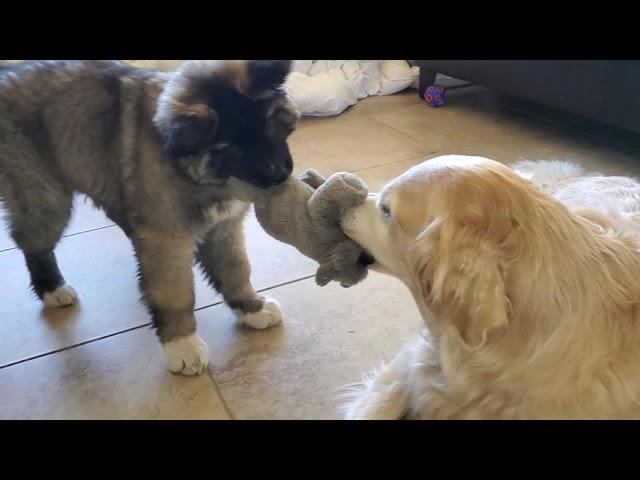 American Akita Puppy Playing Tug-of-War With Lazy Golden Retriever Lying Down on the Ground