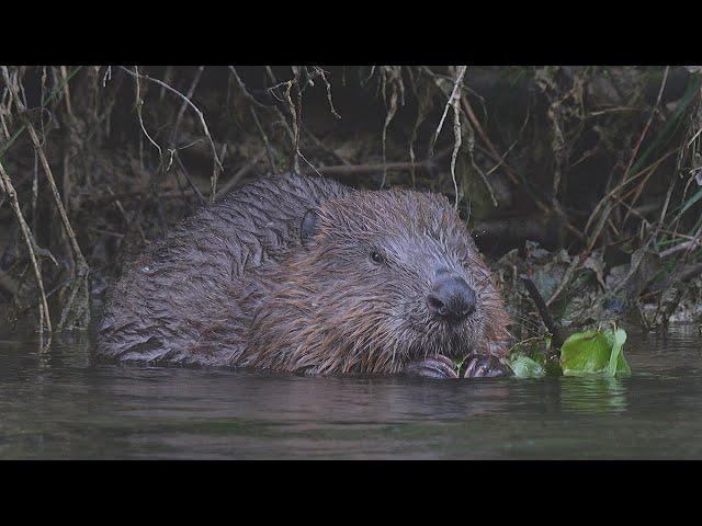 Beaver enjoying its meal / Biber geniesst sein Essen