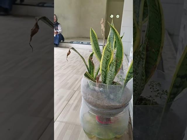 Kreasi Pot dari Galon Air