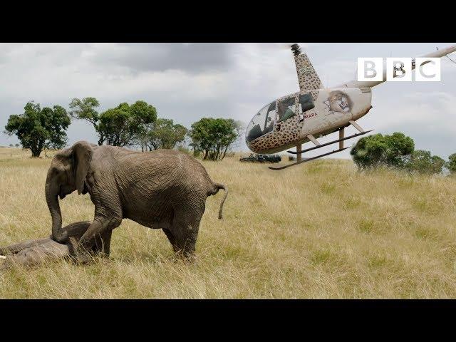 Elephants rescued by helicopter  - Equator from the Air - BBC