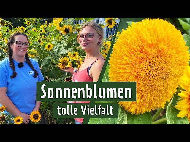 Sonnenblumen: So viel Vielfalt! Tipps fürs Pflanzen, Pflegen und Kombinieren | MDR Garten