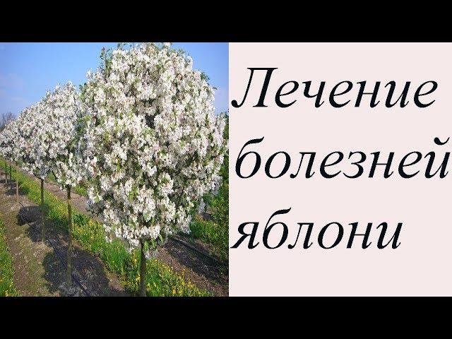 Болезни яблони и методы лечения