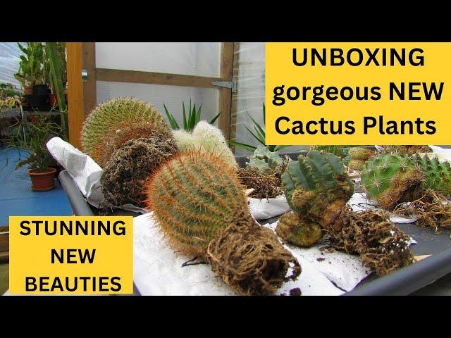 UNBOXING gorgeous NEW Cactus Plants #cactus #cacti