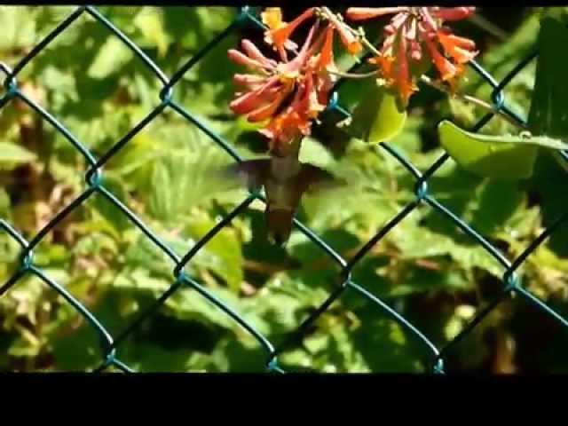 Hummingbird in my garden. Kolibri a kertemben.