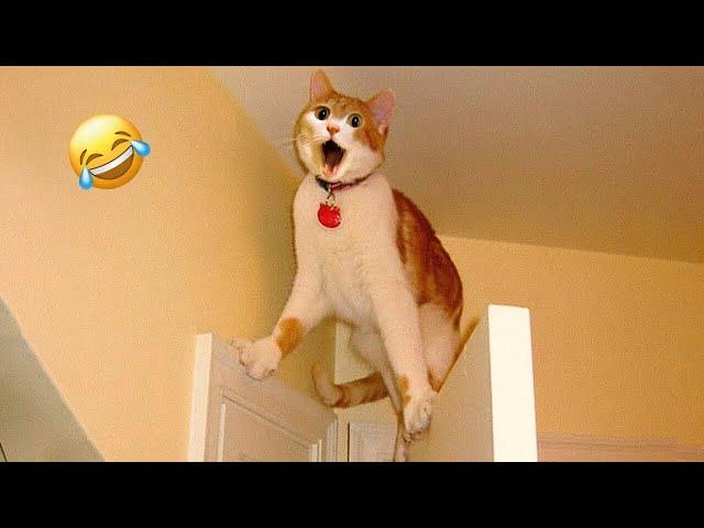 Best Animal Videos 2024  - Funniest Dogs  And Cats  Moments