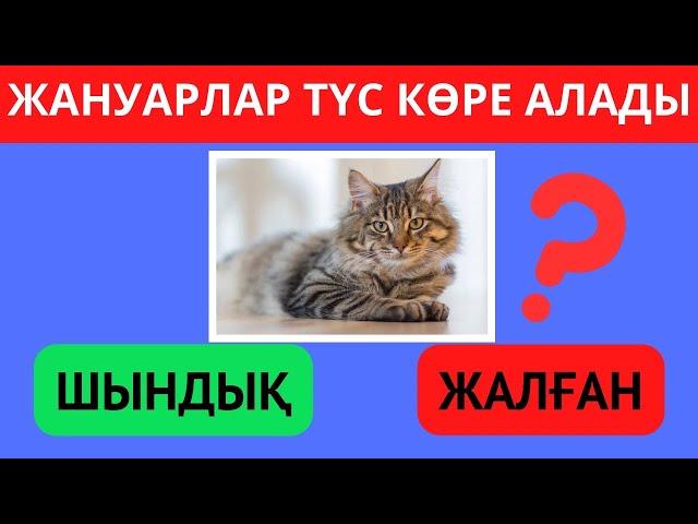 ТАБА АЛАСЫҢ БА? ШЫНДЫҚ НЕМЕСЕ ЖАЛҒАН ЕКЕНІН БІЛЕСІҢ БЕ? ҚЫЗЫҚТЫ СҰРАҚТАР БІЛІМ QUIZ 2024🟢