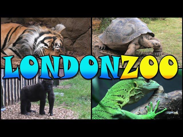 LONDON ZOO Walking Tour - England (4k)