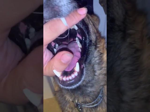 @SheppsMaww Dog Vore, Mawplay, Throatplay Video Compilation (via X)