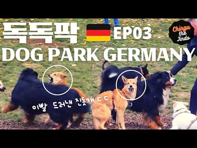 Jindo Reaction when attacked by a huge dog! DOG PARK Germany EP03 #ChingutheJindo #Jindodog