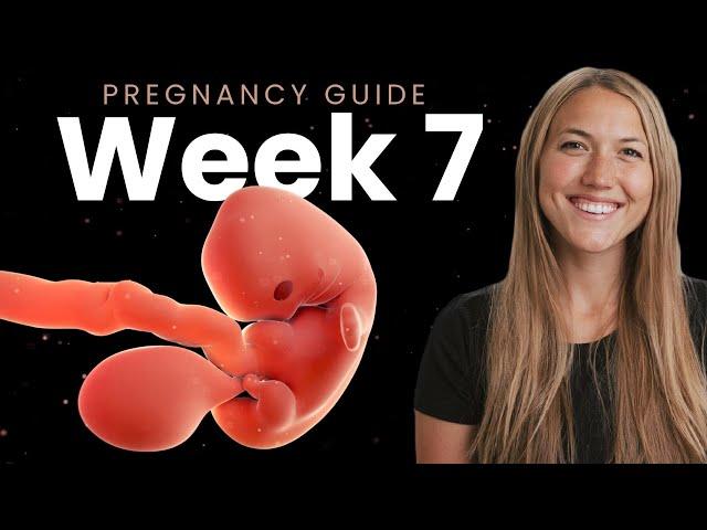 7 Week Pregnancy | Week By Week Pregnancy