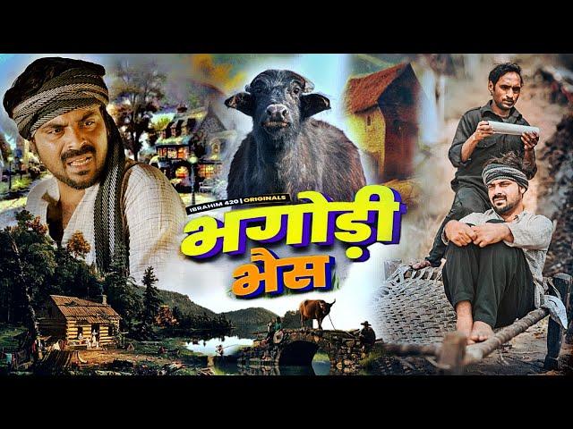 Bhgodi Bhains | भगोडी भैंस | ibrahim 420 | ibrahim 420 new video | 420