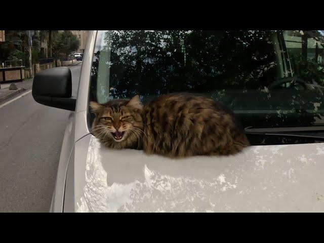 Cats in Istanbul are so talkative!