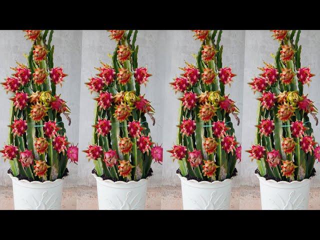 How to Grow Red Dragon Fruit