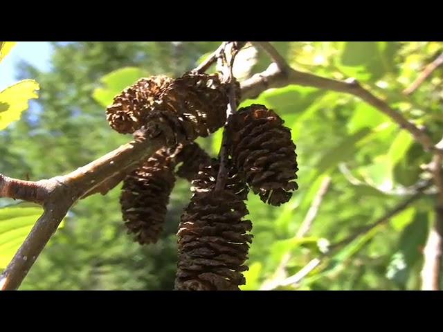 Alnus rubra, Betulaceae (red alder)