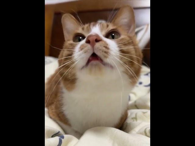 【#喵可酱】快听!我的小猫会唱歌~ #万物可爱计划 #宅家治愈记