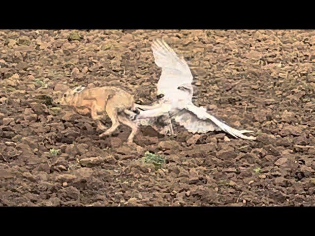 Hare hawking with goshawks and ferrutail