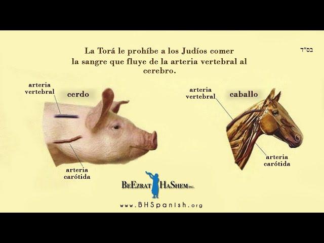 Conocimiento Divino en La Torá. Secretos de los animales Kosher. (3 min)