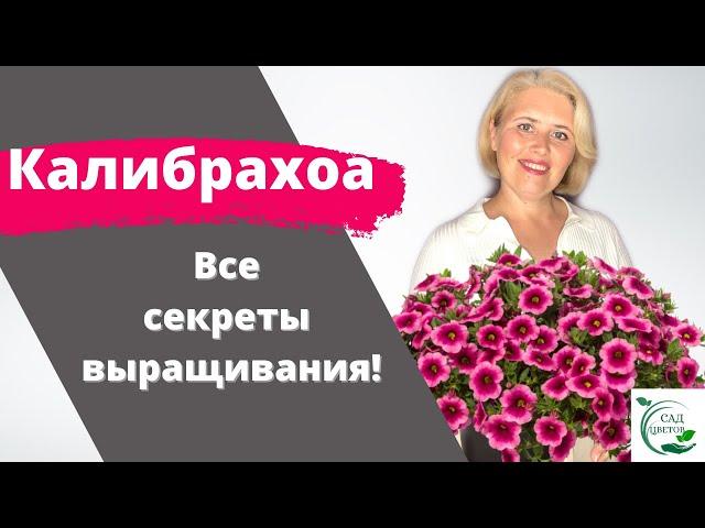 Калибрахоа. Как приручить красавицу на зависть всем!!!