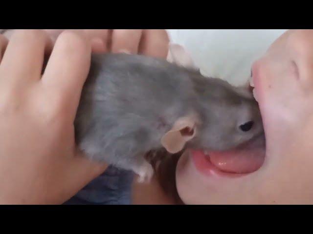 RAT KISS - the rat kissed the little girl!