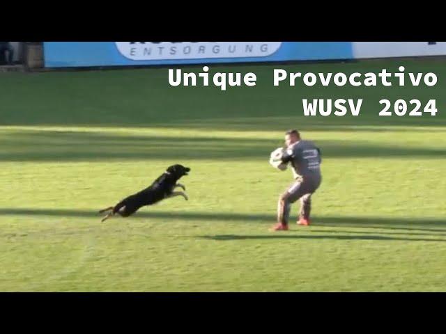 WUSV 2024 - CZE-3 Jan Sedlak with Unique Provocativo C95