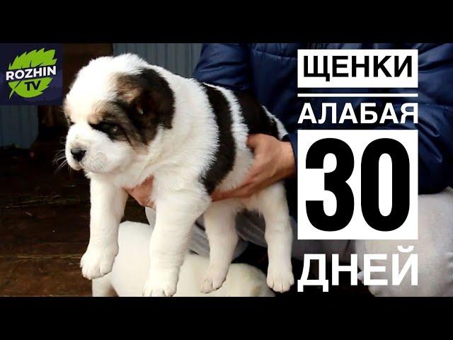 ЩЕНКИ АЛАБАЯ 30 ДНЕЙ / ВЕС ЩЕНКОВ