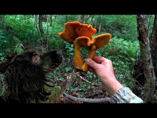 MUSHROOMS on a TREE! To take or not to take?